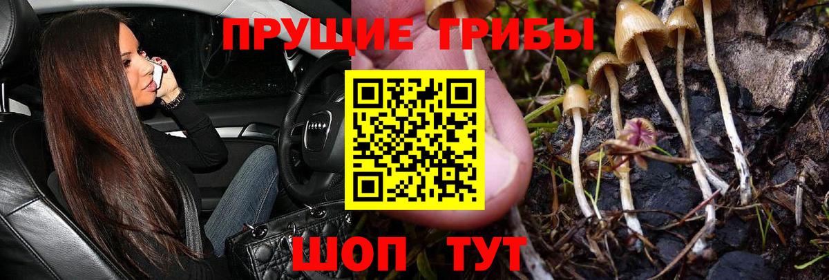 Липецк  Псилоцибиновые грибы Psilocybine cubensis  Вход с VPN 